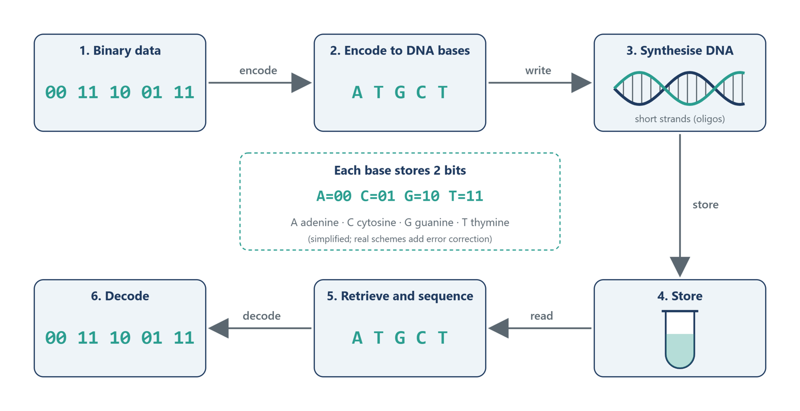 Six-step loop for DNA data storage: binary data 00 11 10 01 11 is encoded as the bases A T G C T, synthesised as DNA strands, stored, then retrieved, sequenced and decoded back to the original bits.